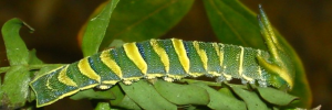 Larvae